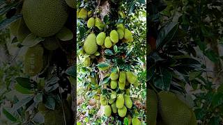 Growing Jackfruit from Cutting 🍐 New Technique of Propagation using Banana Plants farming shorts [upl. by Harden]