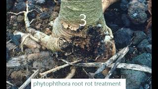 phytophthora root rot treatment [upl. by Adelaide]