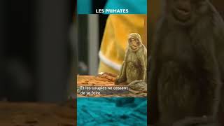 🐒 Comment vivent les différents primates  CPS shorts [upl. by Modla]