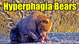 Hyperphagia Bears – Bear Eating Habits amp Bear Safety [upl. by Aihsatan935]