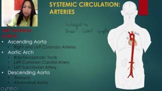 3 The Systemic Circulation [upl. by Louisa]