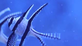 Banggai Cardinalfish Eating Live Brine Shrimp [upl. by Naitsabas]