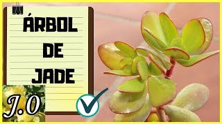 🌵 Cómo reproducir y CUIDADOS del Árbol de Jade Crassula ovata  portulacea ⭐️ [upl. by Arria]