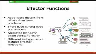 Effector Mechanisms of Humoral Immunity Raje [upl. by Treat60]