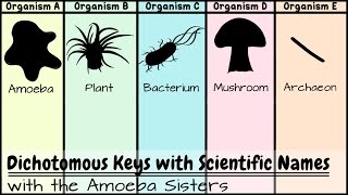 Dichotomous Keys Identification Achievement Unlocked [upl. by Maurreen]