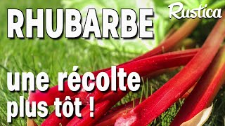 Récolter la rhubarbe plus tôt [upl. by Norven]