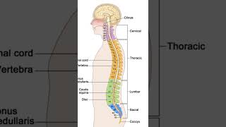 Know your vertebraebiology anatomy education biologybook shortvideo shorts subscribe [upl. by Alym]