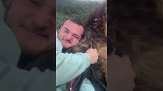 GIANT LEONBERGER Has a Play 🥹❤️ dog cute funny [upl. by Aniahs]