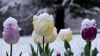 Snow Flowers [upl. by Olivette]