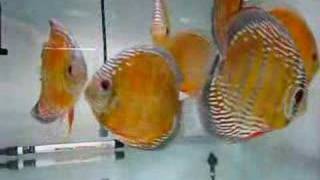 wild discus [upl. by Lattonia]