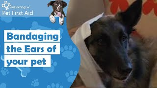 Bandaging the Ears of your pet from ProPetFirstAidcouk [upl. by Olecram]