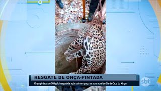 Onçapintada de 70 kg foi resgatada após cair em poço na zona rural de Santa Cruz do Xingu [upl. by Monie]