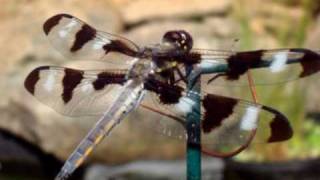 Dragonfly Medicine Native American Flute  Blues MAMA Original [upl. by Gualtiero]