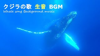 クジラの歌 生音癒しBGM 聞き流し作業用 ループ30分｜ホエールスイム 奄美大島  Whale Swim Amami  31 [upl. by Cassandry]