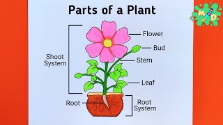 Parts of Plant Drawing  How to Draw Parts of a Plant Easy Step by Step [upl. by Nich]