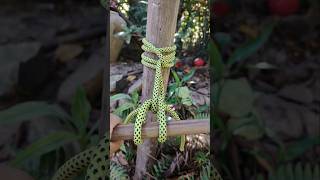 Genius Knot Easy Release practicalropework ropework ropetutorial tieknot diyrope [upl. by Pan]