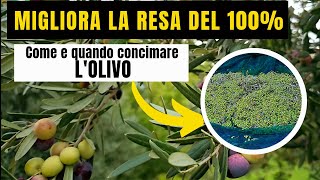 Concimazione OLIVO  MIGLIORA LA RESA GRAZIE AL CONCIME ORGANICO E MINERALE STUDIATO PER LULIVO [upl. by Volding]