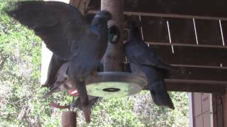 Band Tailed Pigeons Feeding 8517 [upl. by Ailgna]