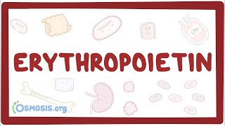 Erythropoietin [upl. by Tanberg]