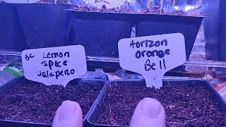 How to use Coco coir bricks with perlite and vermiculite [upl. by Hermann789]