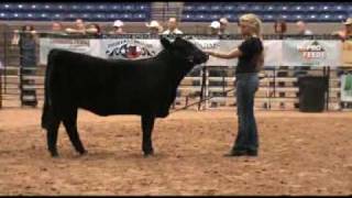 National Junior Limousin Show and Congress [upl. by Randolph]