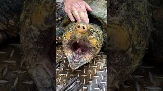 Alligator Snapping Turtle Captures with FWC [upl. by Concordia]