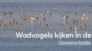 Wadvogels kijken in de Oosterschelde 1240 [upl. by Ycnuahc950]