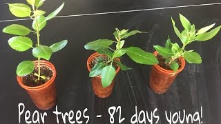 How To Grow Pear Trees From Seed Day 82 [upl. by Lyndon]