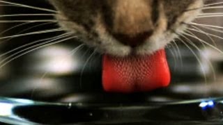 Katzenzunge  Trailer Schulfilm Biologie [upl. by Vanzant]