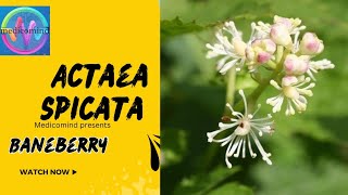 Actaea spicata  Great Rheumatic remedy medicomind actaeaspicata homoeopathy rheumatism [upl. by Radke]