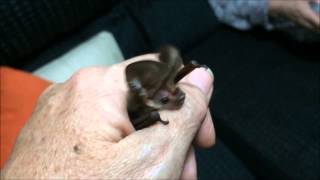 Lesser Longeared bat [upl. by Wylde182]