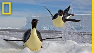 Paul Nicklen Emperors of the Ice  Nat Geo Live [upl. by Alicia23]