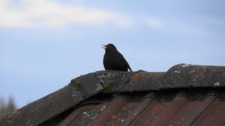 Vogelgesang  Abendgruß der Amsel  Sounds of Nature [upl. by Natanoy]