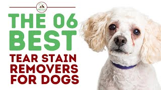 The Best Tear Stain Removers for Dogs [upl. by Frymire646]