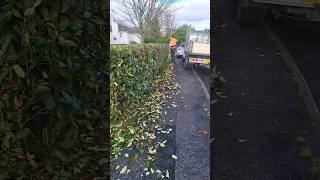 Photinia Red Robin trim gardenning tree gardeningvideos [upl. by Taffy]