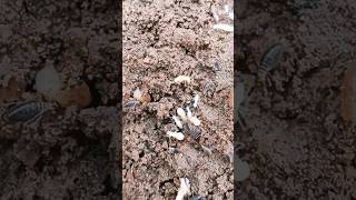 White ant  উঁইপোকা creature termites shorts [upl. by Llenral]