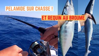 PÉLAMIDE sur CHASSE et REQUIN au BROUMÉ devant FRONTIGNAN [upl. by Berkin712]