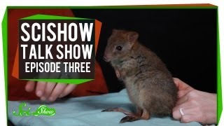 Katherine Cats and a Brushtailed Bettong SciShow Talk Show Episode 3 [upl. by Yci]