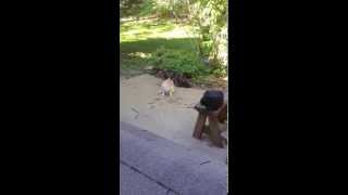 Two Cats Confronting amp Howling  Maine Coon in Slow Motion [upl. by Onifur]