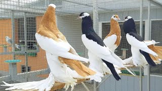 Pouter pigeons collection in Bangladesh  Pouter pigeon price  Magpie pouter  Pomerian pouter [upl. by Barta172]