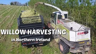 Willow harvesting in Northern Ireland [upl. by Anahpets]