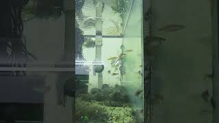 Threadfin babies aquarium fishtank fishkeeping freshwateraquarium tropicalfish fish nature [upl. by Toinette672]