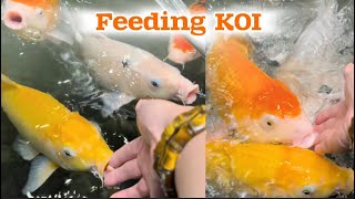 Feeding KOI from my Hand  menyuapi ikan KOI supaya bodynya kayak bantal [upl. by Ljoka]