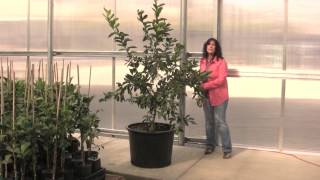 Four Winds Growers presents quotPruning Your Citrusquot [upl. by Eartha]