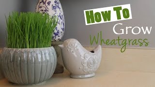 How To Grow Wheatgrass At Home DIY [upl. by Annairdua]