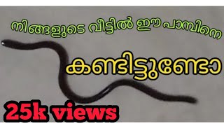 Brahminy blind snake  കുരുടി പാമ്പ്  നൂൽ പാമ്പ് [upl. by Sikata]