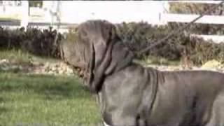 Neapolitan Mastiff Del Feudo Nisseno Cleofe [upl. by Laura27]