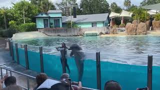 Dolphin Adventure SeaWorld Orlando 622024 [upl. by Mattland624]