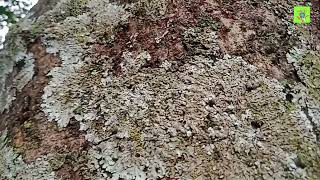 Lichens Life  Diversity of Lichens on tree trunks naturebeauty viralvideo medicinalplants9 [upl. by Mathi]