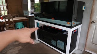 BEST AROWANA TANK SETUP [upl. by Flavius861]